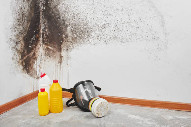 Best Certified Mold Removal  in Tri Lakes, IN