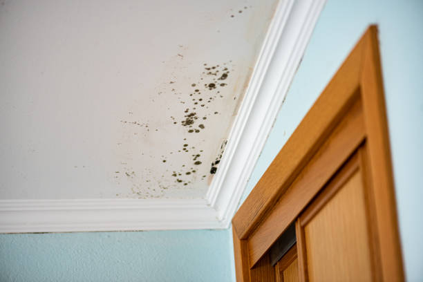 Best Emergency Mold Removal  in Tri Lakes, IN