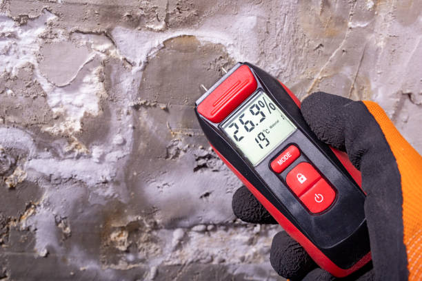 Best Attic Mold Removal  in Tri Lakes, IN