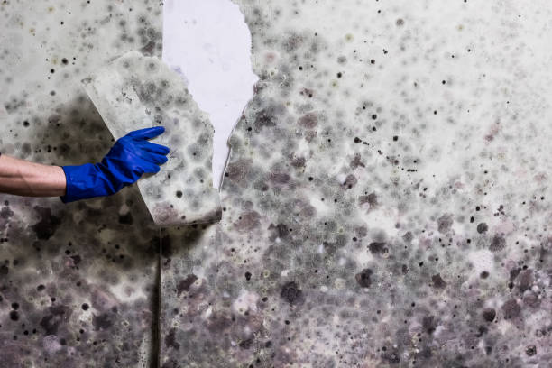 Best Mold Remediation  in Tri Lakes, IN
